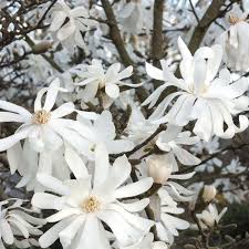 We did not find results for: Royal Star Magnolia White Flowering Trees Flowering Trees Early Spring Flowers