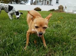 What kind of bones are safe for dogs. Raw Meaty Bones For Small Dogs Which Are Safe Little Dog Tips