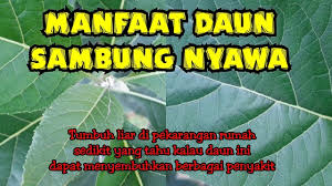 Khasiat dan manfaat daun sambung nyawa itu banyak sekali. Khasiat Daun Sambung Nyawa Youtube