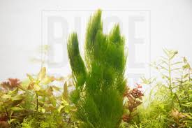 Image result for Ceratophyllum demersum