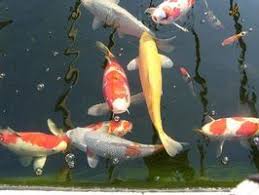 It means that someone you know is either pregnant, about to become pregnant, about to find out they are pregnant, or want to become pregnant. How To Tell If Your Koi Is Pregnant Cuteness Koi Koi Fish Beautiful Fish