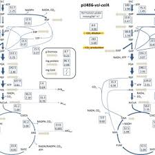 Internationale en matière civil et commerciale strada apollodor 17 sector 5 bucuresti, cod cooperare judiciara internationala în materie civila strada apollodor 17 sector 5 bucuresti, cod. Pdf Transcriptomic And Fluxomic Changes In Streptomyces Lividans Producing Heterologous Protein