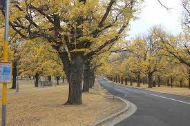 Location armidale service centre 135 rusden street, armidale nsw 2350 hours: Armidale S Autumn Colours At Une Picture Of Armidale Guided Heritage Tour Tripadvisor