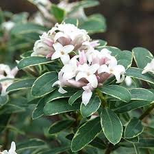 Daphne × transatlantica 'summer ice'. Daphne X Transatlantica Summer Ice Yougarden