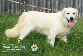 We are a small family owned breeding kennel located in bullard, texas. Stud Dog Akc English Cream Golden Retriever For Stud Shipping Available Breed Your Dog