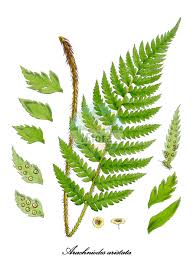 Image result for Dryopteridaceae