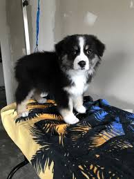 Australian shepherds in the pnw of oregon. Australian Shepherd Puppy For Sale In Pendleton Or Adn 71926 On Puppyfinder Co Australian Shepherd Puppy Australian Shepherd Dogs Australian Shepherd Puppies