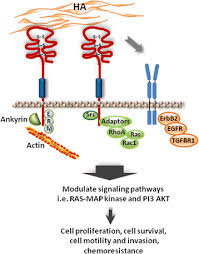 Why are esmo guidelines important for cancer patients? Cd44 And Its Ligand Hyaluronan As Potential Biomarkers In Malignant Pleural Mesothelioma Evidence And Perspectives Springerlink