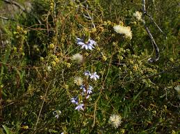 Image result for Hypoestes forskaolii