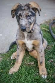 Maybe you would like to learn more about one of these? Blue Heeler Catahoula Mix Petsidi