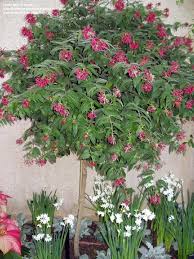 Maybe you would like to learn more about one of these? Plantfiles Pictures Pink Cestrum Red Cestrum Purple Cestrum Cestrum Elegans 10 By Mgarr Small Trees Patio Screen Front Garden