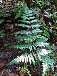 Image result for Triplophyllum