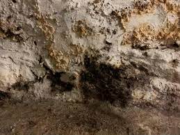 Yellow mushrooms were growing out of this concrete masonry basement foundation in a wet area. How To Get Rid Of And Prevent Mold Growth On Concrete Environix