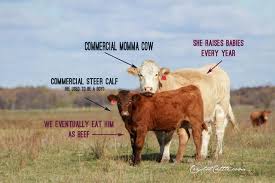 Crystal Cattle Where Does Your Beef Come From Commercial Crossbred And Purebred Cows Animal Science Breeds Cow