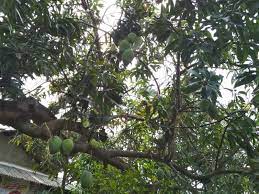 Cara sambung pohon mangga chukanan kahwin pokok mangga harum manis pucuk mangga harum manis haruslah di pilih yang sihatlangsung dipotong miring supaya. Tips Supaya Mangga Harummanis Kembali Berbuah Lebat Halaman All Kompasiana Com
