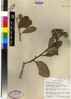 Image result for Tetracera boiviniana