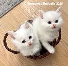 Broadway Ragdolls