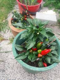 We have multitude of loving animals ready for you. Burke S Backyard Thai Chillies 2nd Year Gardening