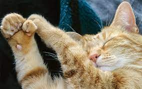 Polydactyl Cats A Complete Guide To The Cats With Many Toes