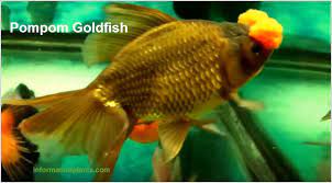 سمكة الزينة البومبون pompom goldfish سمك زينة انواع الاسماك معلومان عامه معلوماتية نبات حيوان اسماك فوائد goldfish fish pet pets