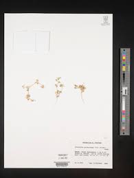 Image result for Lotononis laxa