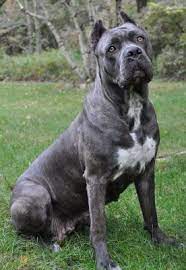 Cane Corso Breeder New York Cane Corso Cane Corso Breeders Cane Corso Dog