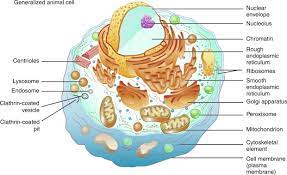 1600 x 1236 file type: Tools Of The Cell Biologist Sciencedirect