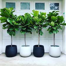 Fiddle Leaf Fig Tree House Plants Indoor Plant Decor Indoor Plants