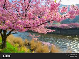 Maybe you would like to learn more about one of these? Beautiful Japan Sakura Image Photo Free Trial Bigstock