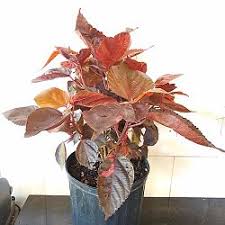 Image result for Acalypha nyasica