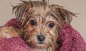 The ph level of our skin is different from that of dogs: Puppy Bath Time When And How To Bathe A Puppy