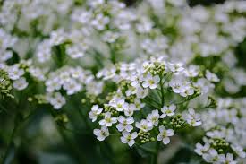 Image result for Crambe