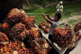 The malaysian palm oil board (mpob) atau lembaga minyak sawit malaysia (mpob) is a government agency responsible for the promotion and development of the palm oil industry in malaysia.the mpob is one of agencies under malaysia's ministry of plantation industries and. Minta Jokowi Revisi Rpp Turunan Uu Cipta Kerja Petani Sawit Ancam Demo Halaman All Kompas Com