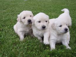 Click here to be notified when new golden retriever puppies are listed. Golden Retriever Puppies For Sale Durham Nc 158682