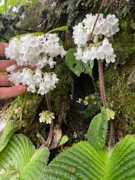 Image result for Streptocarpus solenanthus × eylesii