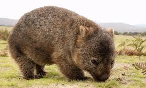 Die australische landmasse ist eine der ältesten auf der erde. Einzigartige Und Gefahrliche Tiere In Australien Loving Australia Animals Wombat Australian Native Animals