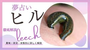 夢占い｜ヒルの夢の意味は？大量昼寝虫噛むなど状況別に解説
