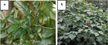 Image result for Rhamnus prinoides