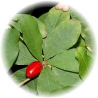 Maybe you would like to learn more about one of these? Miracle Fruit