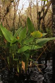 Image result for Thalia geniculata