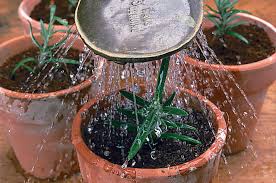 Image result for rosemary cuttings