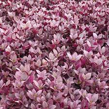 Buy alternanthera little ruby plant online at affordable price, alternanthera and other hedging and creeping plants are easy care beauty enhancer for home and gardens. Alternanthera Little Ruby