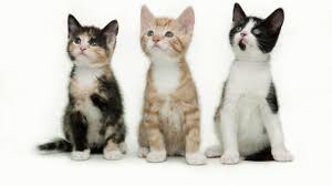 Spaying and neutering is the only way to reduce or eliminate that. Compelling Arguments For Early Spay And Neuter Of Cats