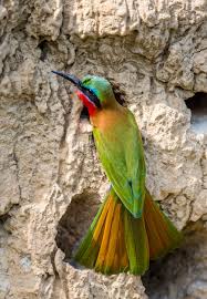 Birds Of A Feather 2020 Episodes Hogger Story Pictures In 2020 Bee Eater Audio Books For Kids Childrens Stories