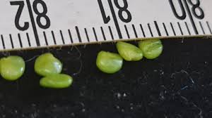 Image result for Astragalus atropilosulus