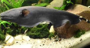 Jenis ini banyak ditemukan di perairan sungai kapuas dan barito, kalimantan. Awasi Spesies Ikan Asing Dalam Alam Sekitar