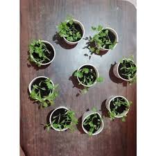 Stock up on rapid rooter grow plugs by general hydroponics which uses a unique matrix of peat moss and binders which results in explosive early root rapid rooter (50 ct). Bio Rapid Rooter Manufacturer From Erode