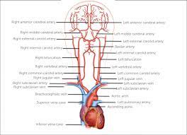In each chapter, the main anatomical features of each nerve are followed by clinical aspects and details of clinical testing. 2 Carotid Ultrasound Anatomy 123 Sonography