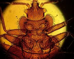 Animal Sex: How Bed Bugs Do It | Live Science