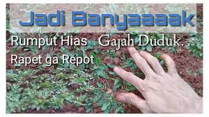 Rumput gajah mini adalah tanaman rumput yang sengaja ditanam untuk mendapatkan kesan halaman yang lebih asri dan alami di rumah. Cara Dan Tips Perbanyak Rumput Hias Tanam Rumput Gajah Mini Tanam Rumput Agar Cepat Tumbuh Subur Youtube